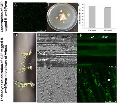 Frontiers | Burkholderia ambifaria XN08: A plant growth