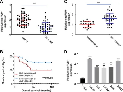 Frontiers | CircPUM1 Knockdown Confers Radiosensitivity in