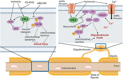 免疫etc... T-bet expression in CD4⁺ TH1 T cells is specifically