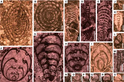 Frontiers | Biotic Response to Rapid Environmental Changes