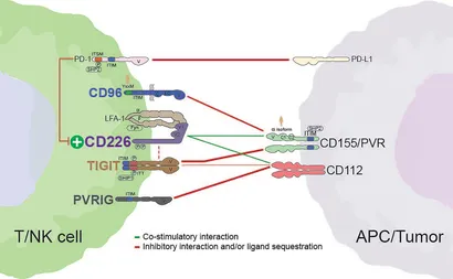 Frontiers | Emergence of the CD226 Axis in Cancer Immunotherapy