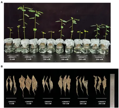 【専用ページ】OD-3、TU fpls-13-926850-g001.jpg