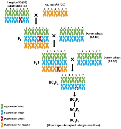 Frontiers | Assessing the Potential of Using the Langdon 5D