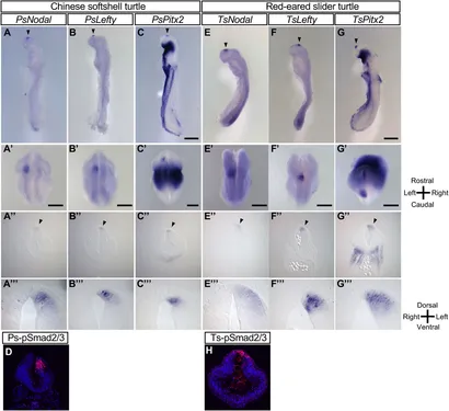 LGB 初期 archive Asymmetry t Asymmetric cell division shapes naive and virtual memory T