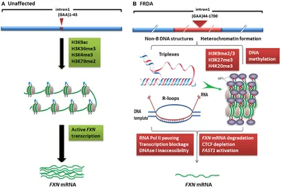 ダレン　ミックファニング　 DNA ダレンミックファニング DNA