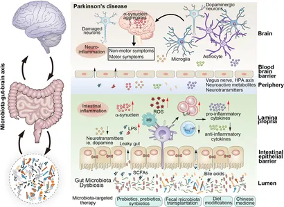 Frontiers | Gut Microbiota: A Novel Therapeutic Target for