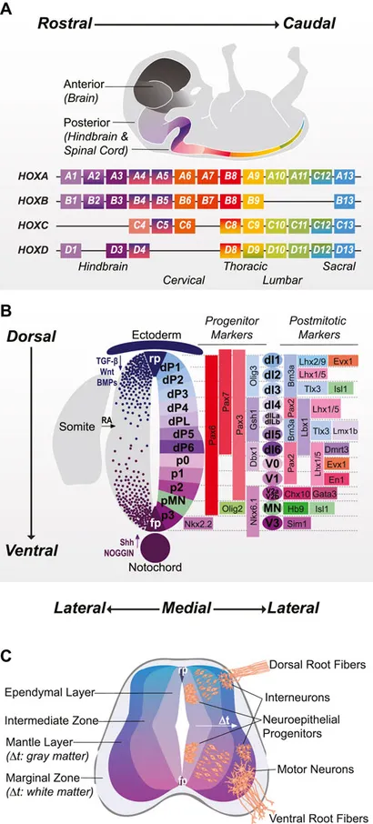 Introduction of Neuropathology, The Jikei University School