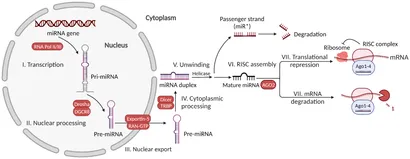 fimmu-13-945860-g001.jpg