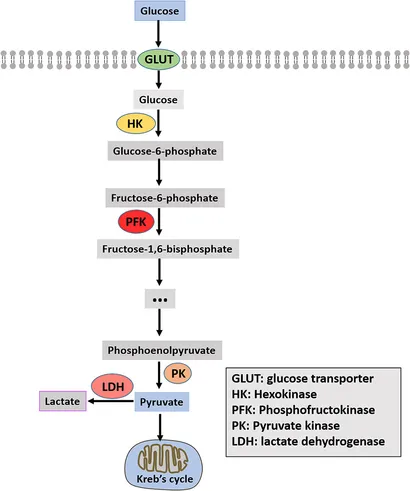 クラウン Frontiers | The roles of glycolysis in osteosarcoma