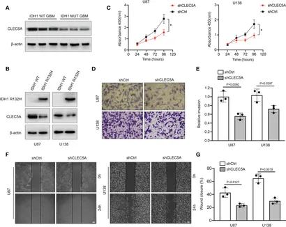 Frontiers | Development of a novel glycolysis-related genes