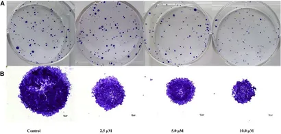Frontiers | Synthesis and evaluation of anticancer activity