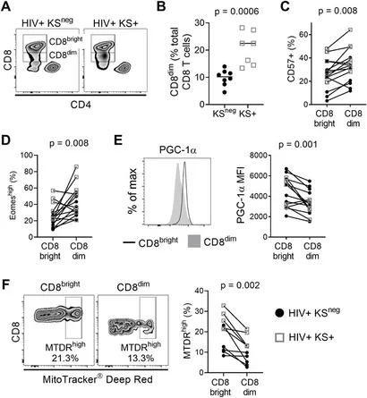 cocohime　DWE CD8枚 cocohime DWE CD8枚 cocohime DWE CD8枚 cocohime DWE CD8枚 cocohime