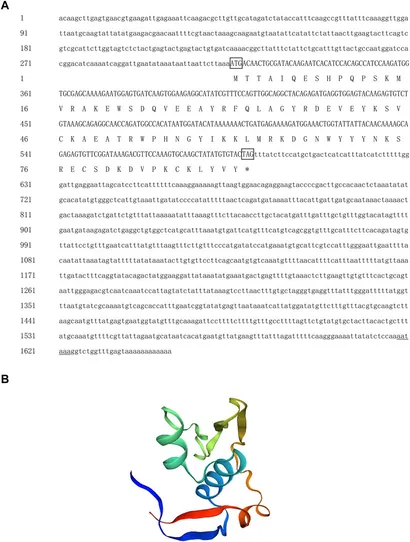 Frontiers | Identification and functional analysis of Tex11 and