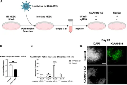 商品画像：A 4-Gene Signature of CDKN1, FDXR, SESN1 and PCNA Radiation 4