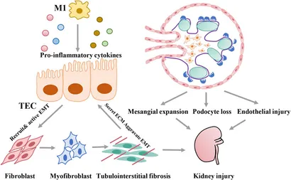 WAKIZAKA！ fphar-13-970601-g002.jpg
