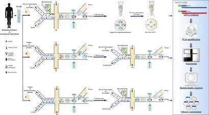 Frontiers | Application of recombinant antibodies for