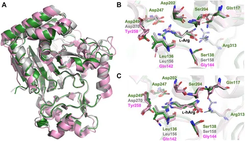 Frontiers | Crystal structure of the α-ketoglutarate