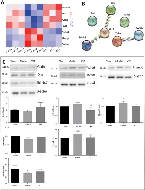 Frontiers | Proteomic analysis revealed the pharmacological
