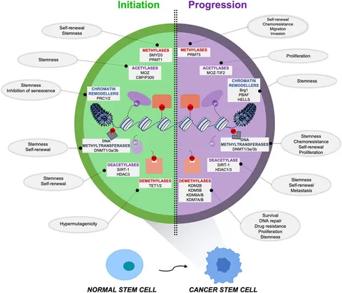 Frontiers | Targeting epigenetic alterations in cancer stem