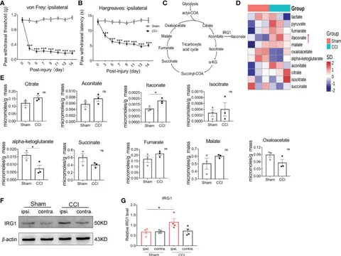 Frontiers | Naringenin suppresses BEAS-2B-derived