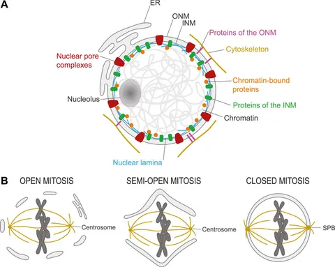 Frontiers | Dephosphorylation in nuclear reassembly after