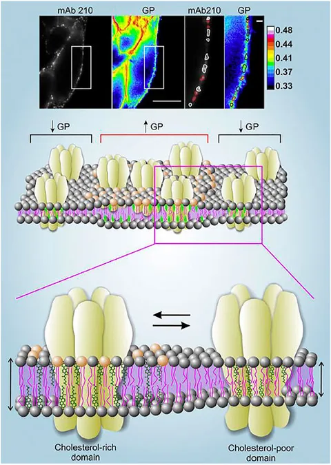 fmolb-09-1014659-g001.jpg