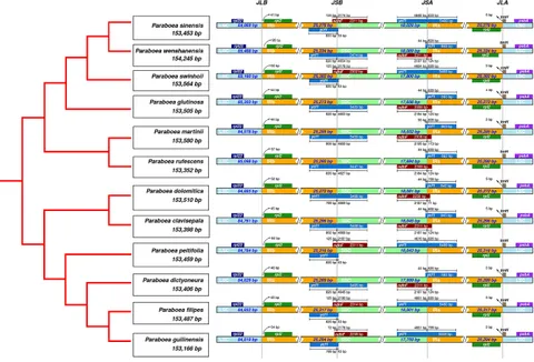Frontiers | Comparative chloroplast genome analyses of