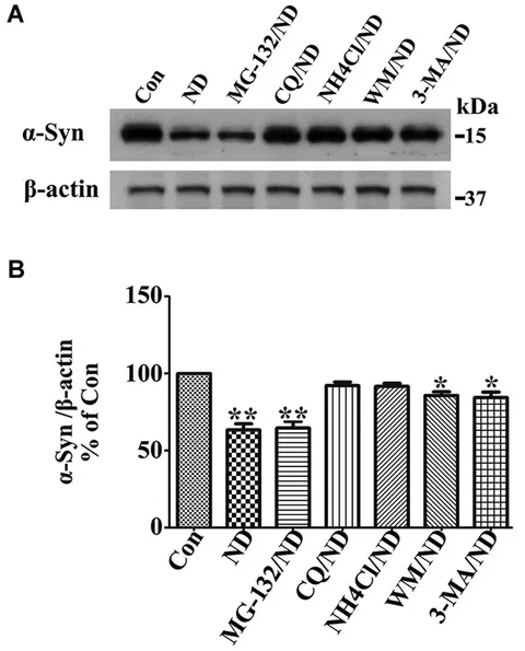Frontiers | Nutrient deprivation induces α-synuclein
