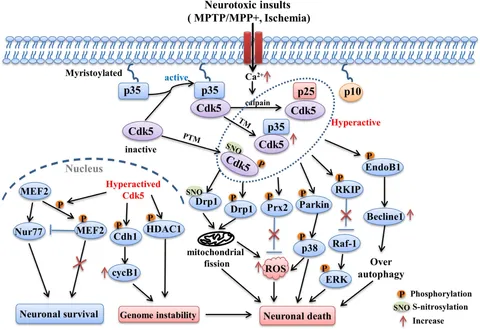 Jinsiy aloqa video va rasmlar