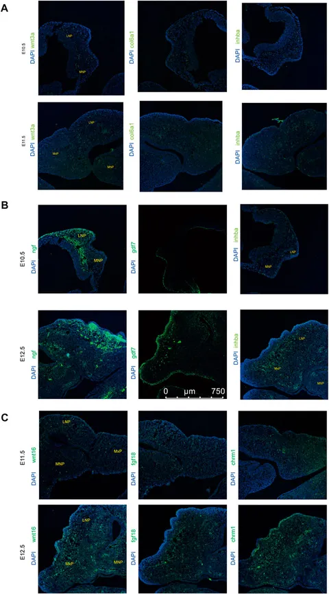 fgene-13-1039850-g005.jpg