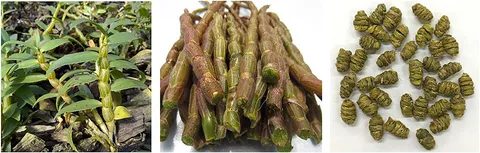Frontiers | Dendrobium candidum quality detection in both