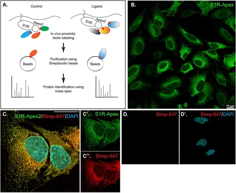 Frontiers | Defining the ligand-dependent proximatome of the