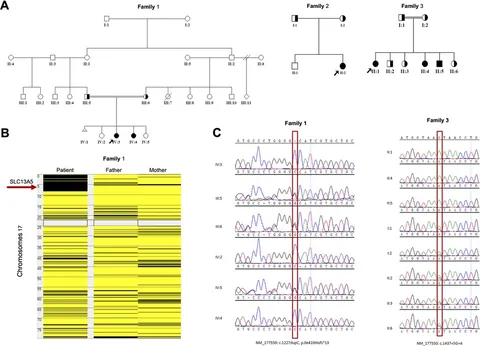 Frontiers | Clinical, radiological, and genetic