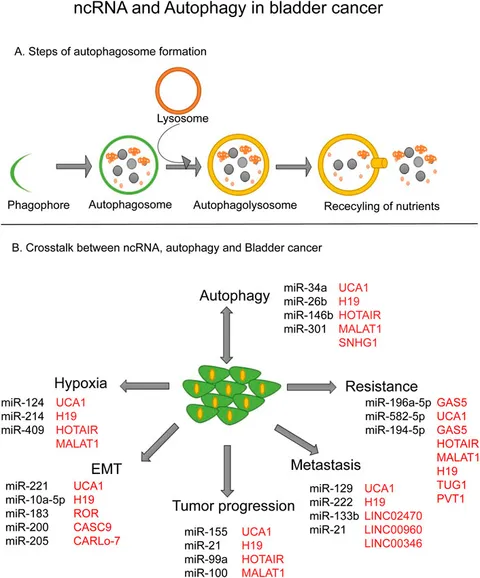fgene-13-1051762-g001.jpg