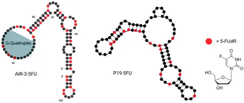 fcell-10-1053984-g007.jpg
