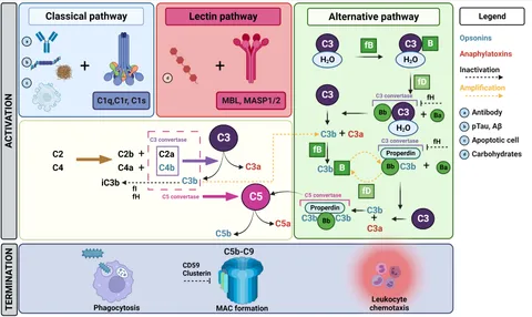 Frontiers | Free complement and complement containing