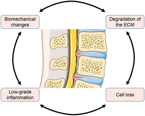 Causes of and Molecular Targets for the Treatment of