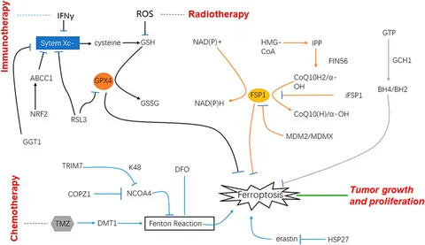 Frontiers | Recent advances in ferroptosis and therapeutic