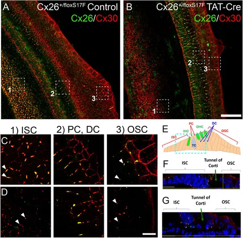 商品画像：Regulation of tumor metastasis and CD8+ T cells infiltration 4