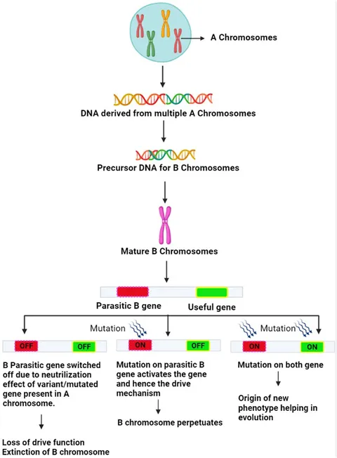 Frontiers | Comprehending the dynamism of B chromosomes in Frontiers | Comprehending the dynamism of B chromosomes in