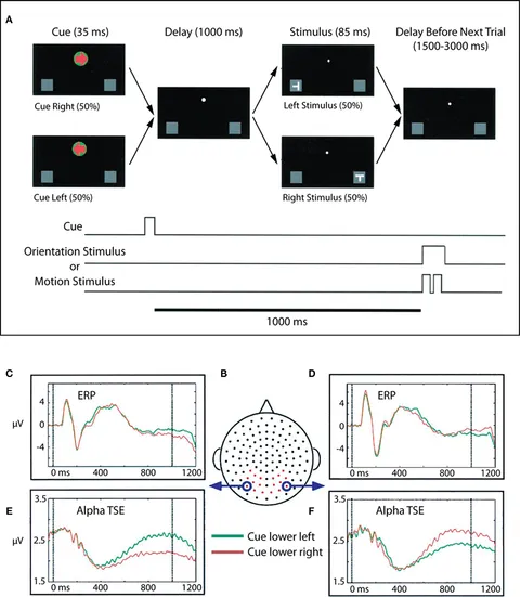 Topography of putative bi-directional interaction between