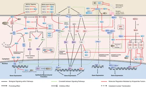Frontiers | Krüppel-like factors in tumors: Key regulators