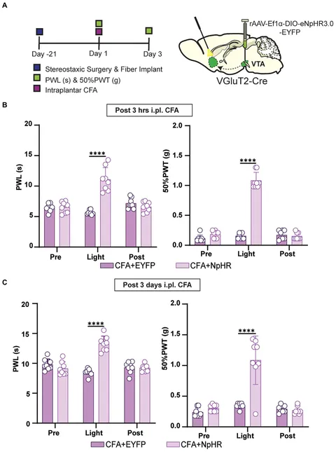 新発売 glutaminergic VTA-NAc | Frontiers projection the in involves トライアルセット・サンプル