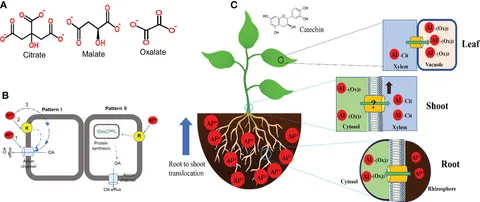 PDF) Methodological study of the peptide coupling of the N
