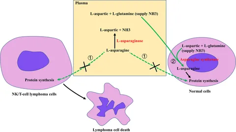 健康・医学 WHO Lymph Nodes and Extranodal Lymphomas 41vfiM73opL.jpg_BO30,255,255,