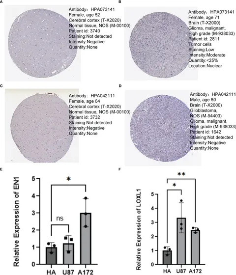 Frontiers | Identification and validation of neurotrophic