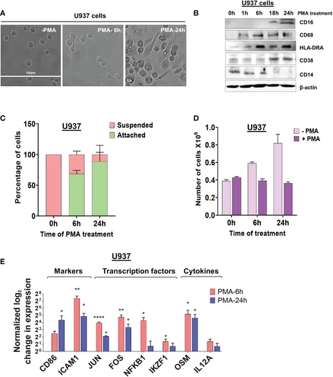 Frontiers | Macrophage differentiation is marked by