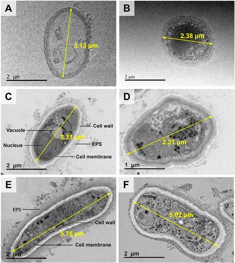 fbioe-10-1096384-g003.jpg