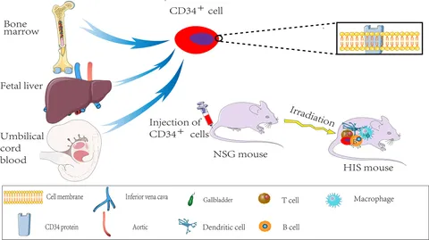 ナ！ Green and efficient choline hydroxide-promoted C(sp3)-H