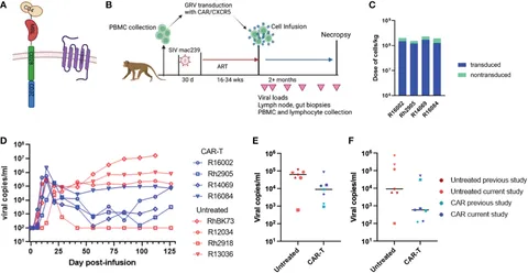 Frontiers | Tissue-Dependent Adaptations and Functions of
